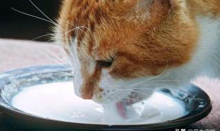 猫到底能不能喝牛奶